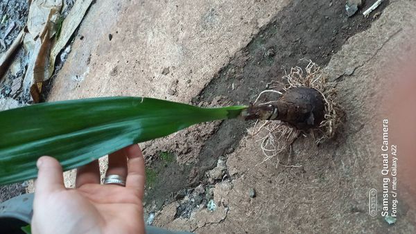 Identificação da planta Lírio-do-brejo por foto