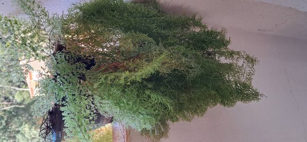 Identificação da planta Samambaia por foto