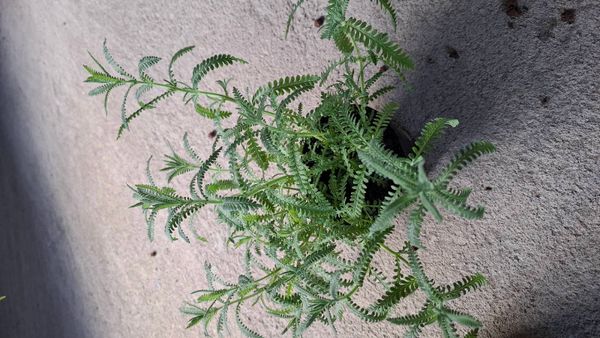 Identificação da planta Lavanda por foto