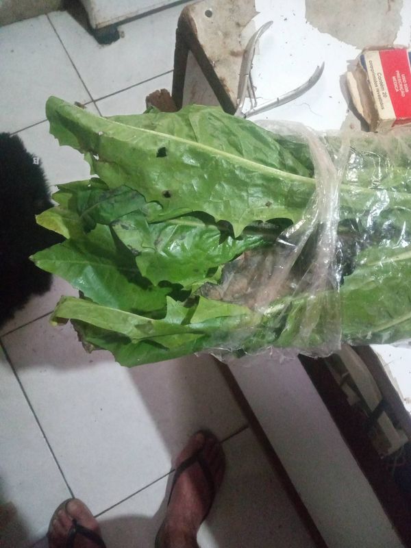 Identificação da planta Serralha por foto