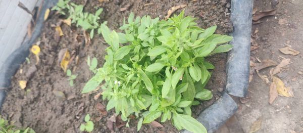 Identificação da planta Manjericão por foto