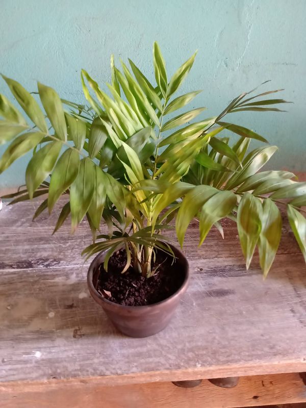 Identificação da planta Palmeira-ráfis por foto
