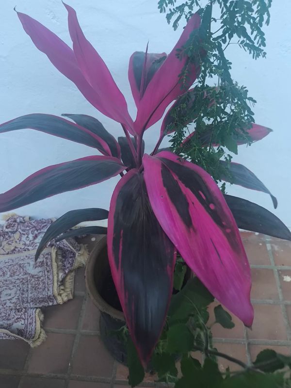 Identificação da planta Dracena por foto