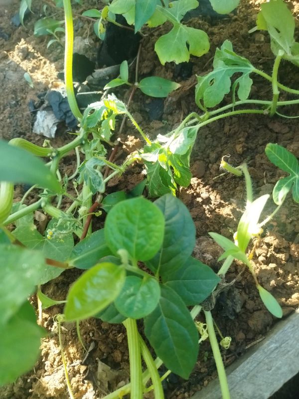Identificação da planta Feijão da-Praia por foto