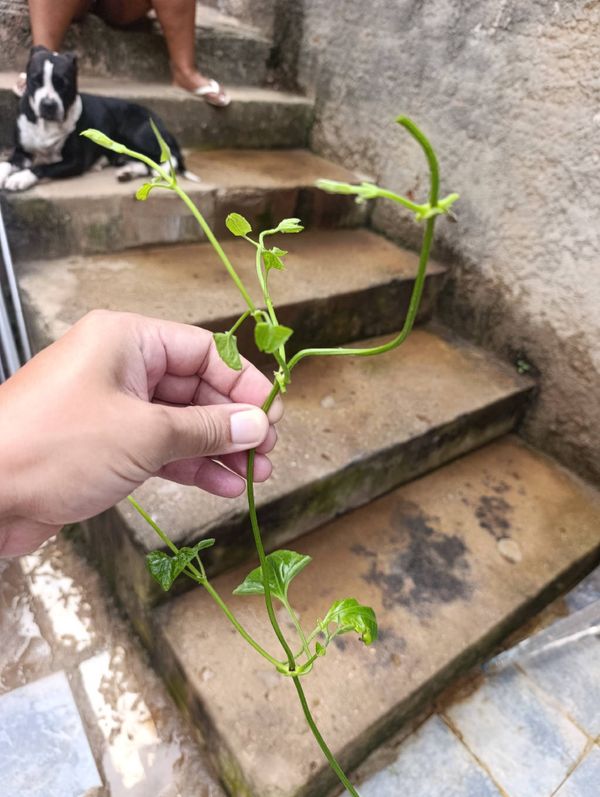 Identificação da planta Cipó-de-São-João por foto