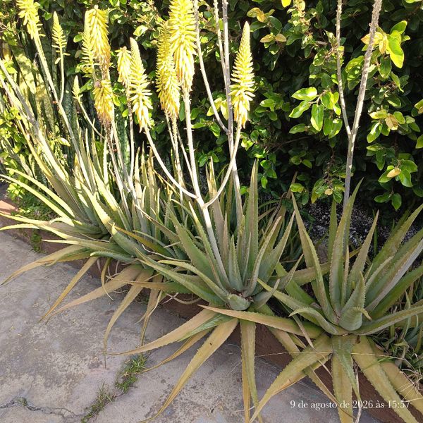 Identificação da planta Babosa por foto