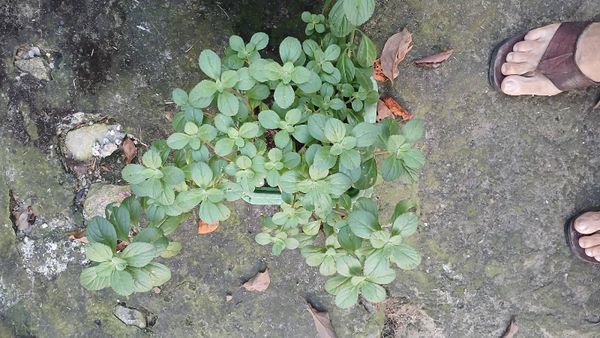 Identificação da planta Coração-roxo por foto