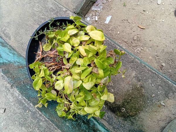 Identificação da planta Oriri por foto