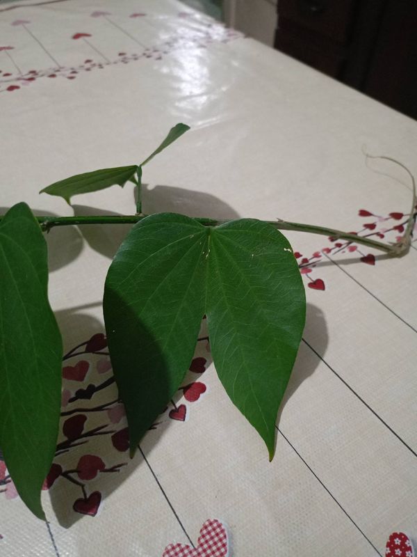 Identificação da planta Pata-de-vaca por foto