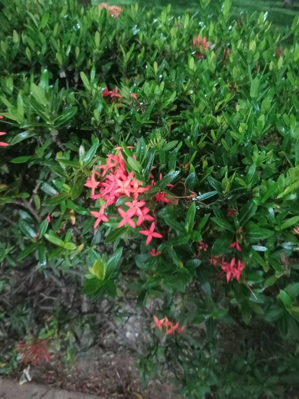 Identificação da planta Ixoria por foto