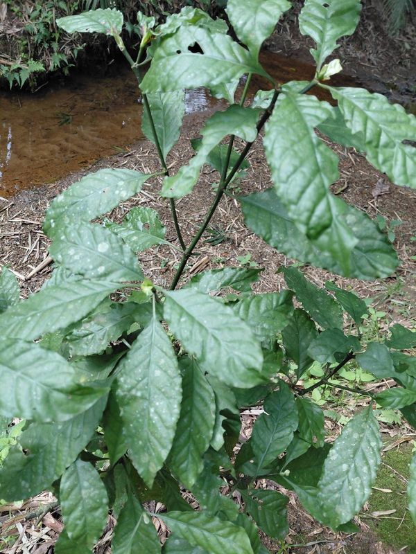 Identificação da planta Fruta de-sanhaço por foto