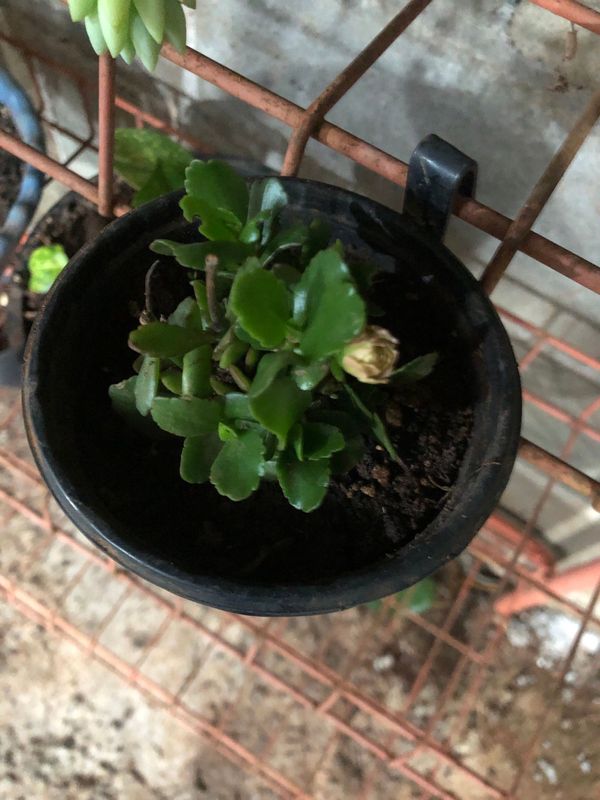 Identificação da planta Flor da fortuna por foto