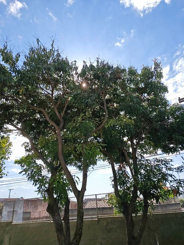 Identificação da planta Manga por foto
