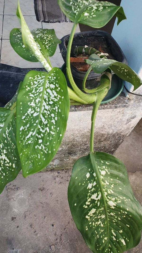 Identificação da planta Comigo ninguém-pode por foto