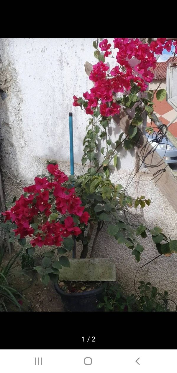 Identificação da planta Buganvilia por foto