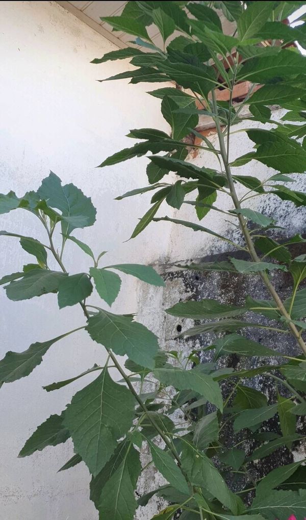 Identificação da planta BOLDO DO CHILE por foto