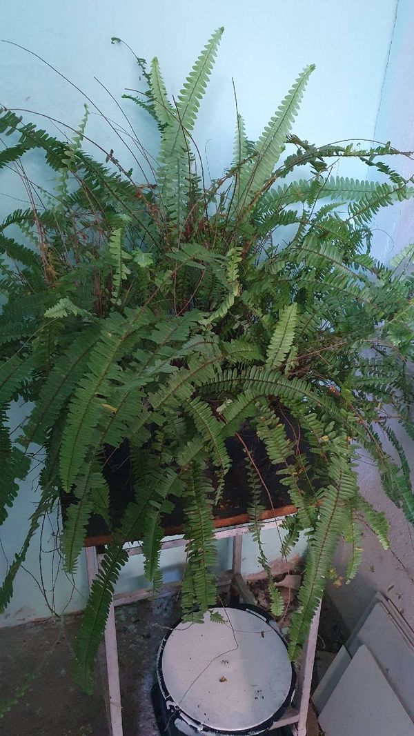 Identificação da planta Samambaia por foto