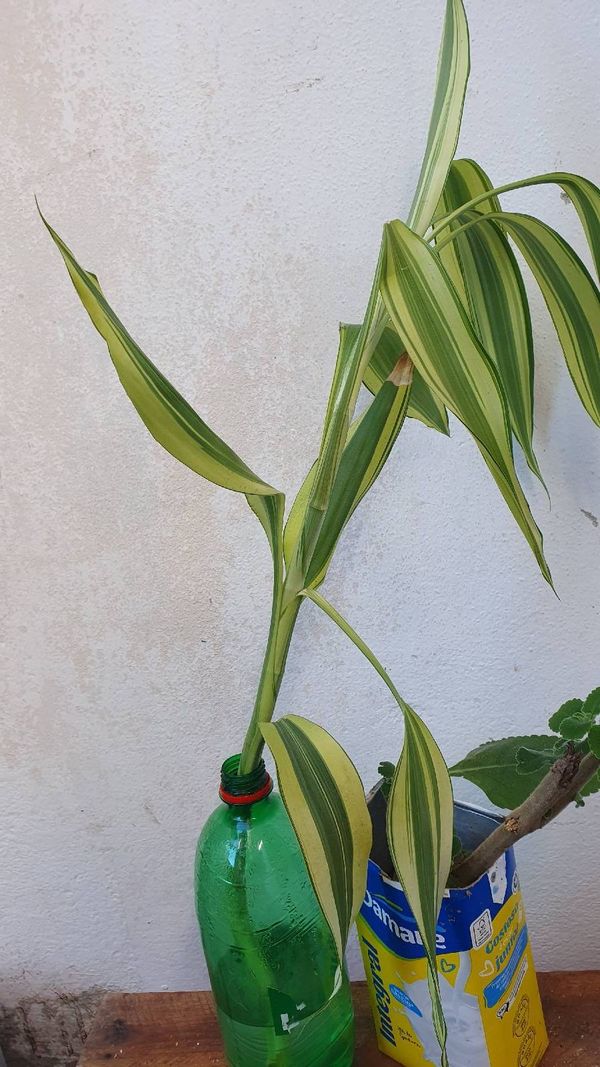 Identificação da planta Bambu da Sorte por foto