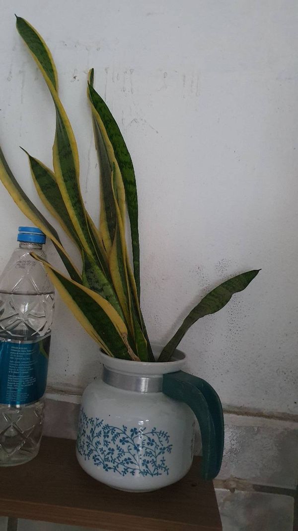 Identificação da planta Espada-de-São-Jorge por foto