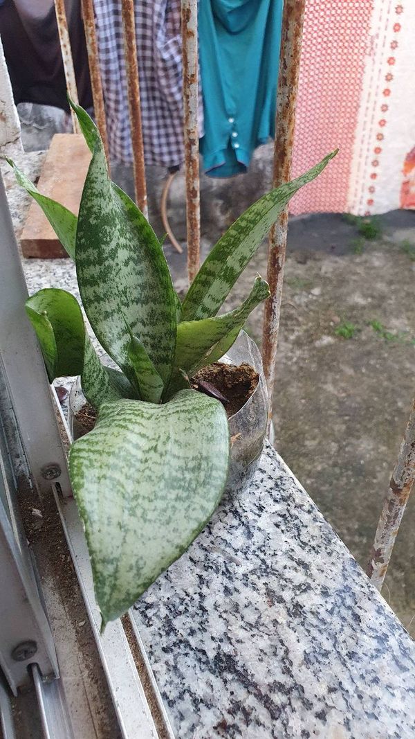 Identificação da planta Espada de São Jorge por foto