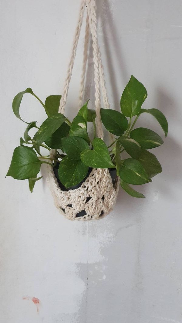 Identificação da planta Jiboia por foto