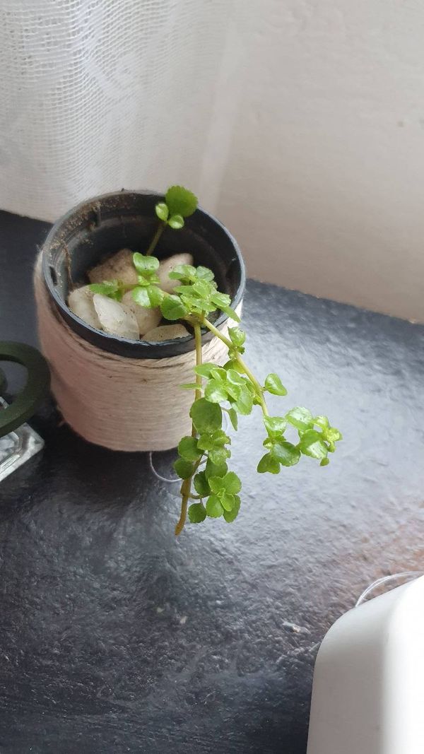 Identificação da planta Dinheiro em penca por foto