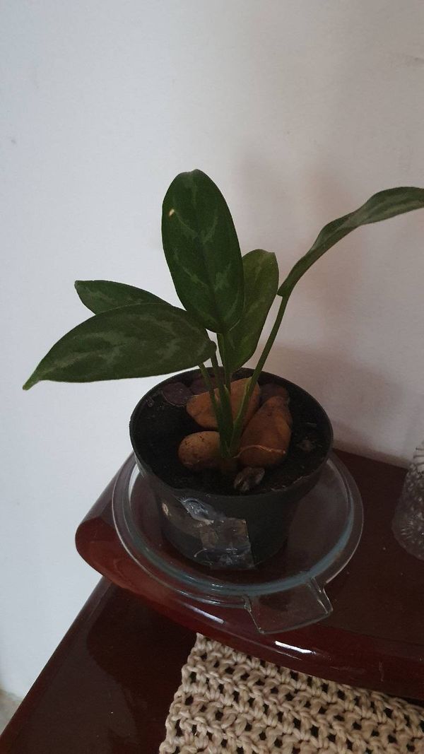 Identificação da planta Comigo ninguém pode por foto