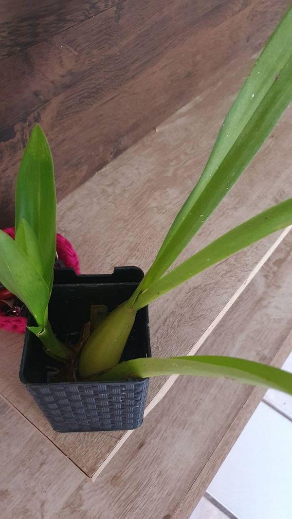 Identificação da planta Chuva-de-ouro por foto