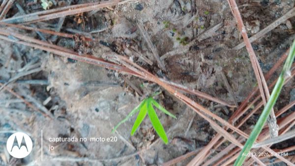 Identificação da planta Dichanthelium ovale por foto