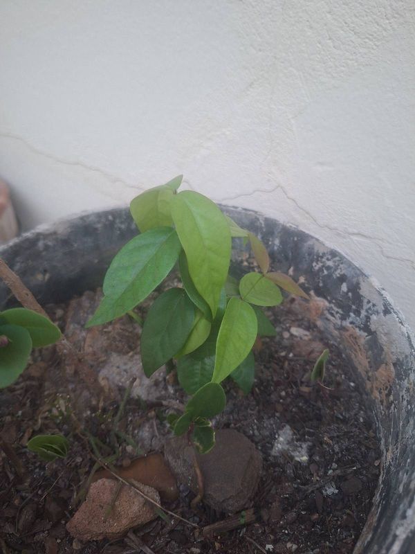 Identificação da planta Pitanga roxa por foto