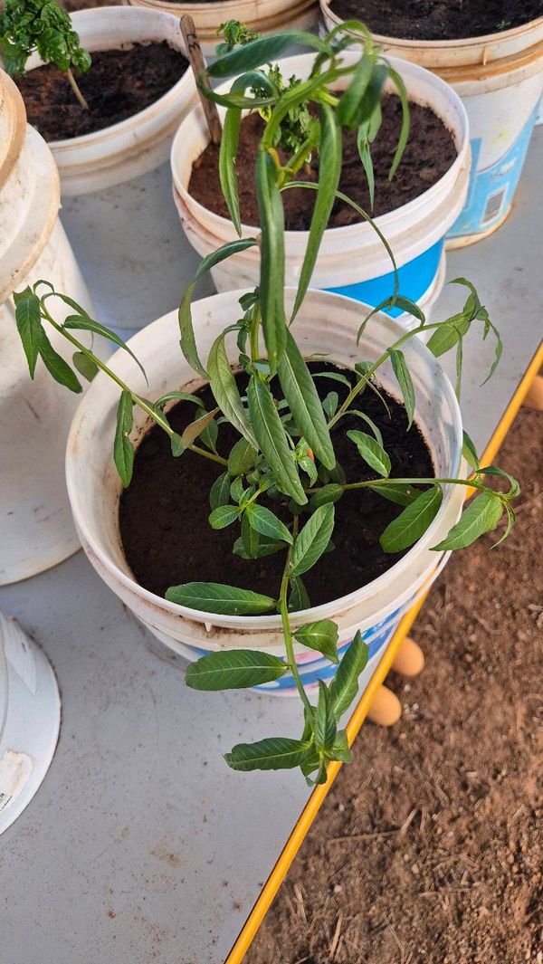 Identificação da planta Camarambaia por foto