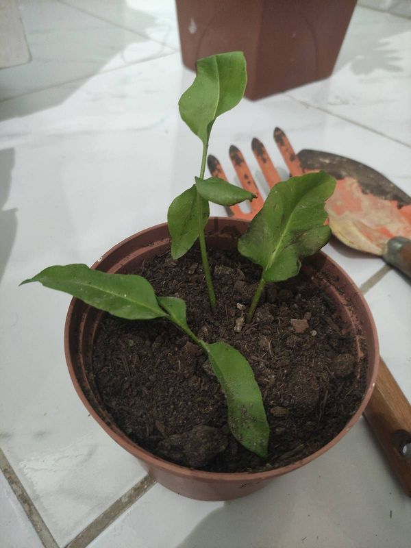 Identificação da planta Dama-da-Noite ou Cacto-Orquídea por foto