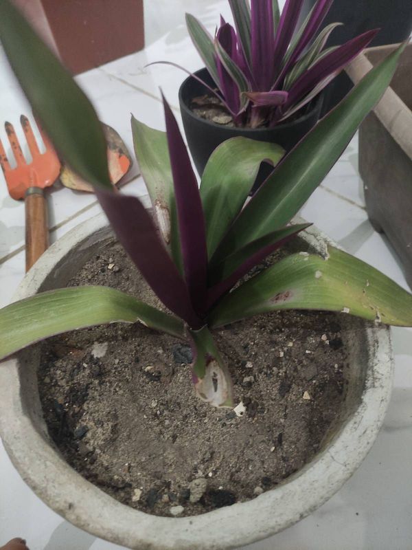 Identificação da planta Abacaxi-roxo por foto