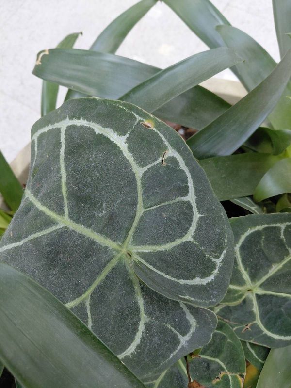 Identificação da planta Costela-de-Adão Miniatura por foto