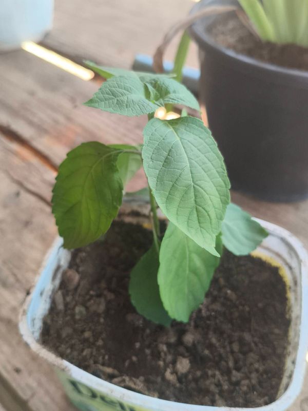 Identificação da planta Alfavaca de-caboclo por foto