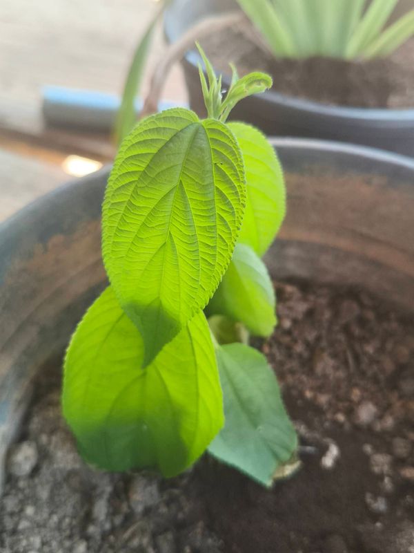 Identificação da planta Pau pólvora por foto