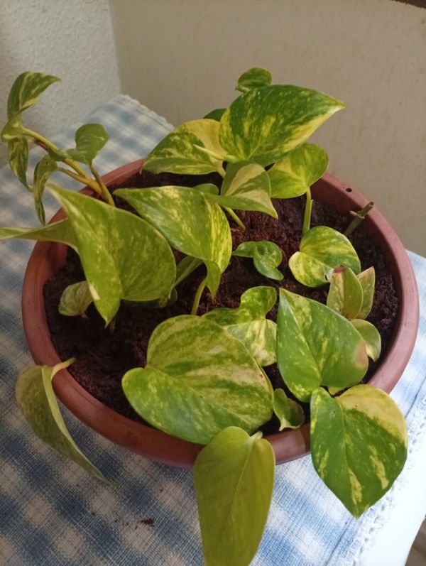 Identificação da planta Jiboia por foto