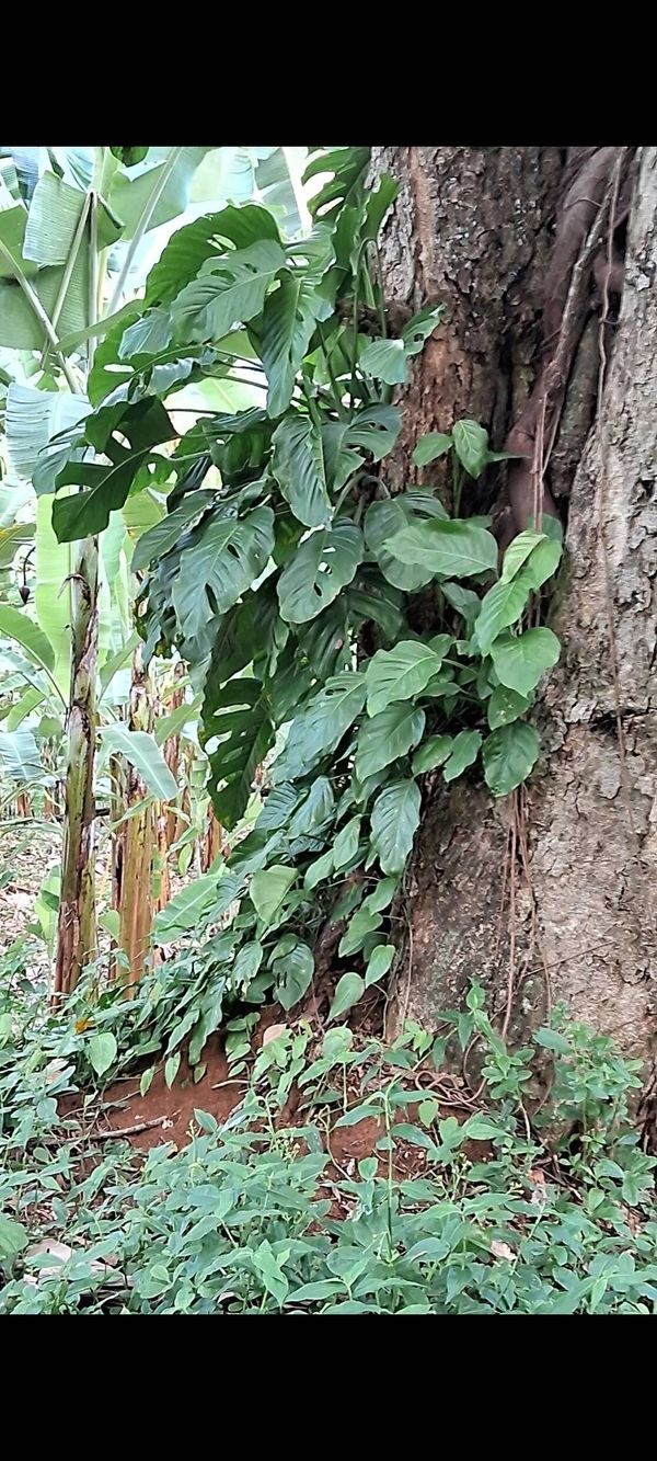 Identificação da planta Monstera acuminata por foto