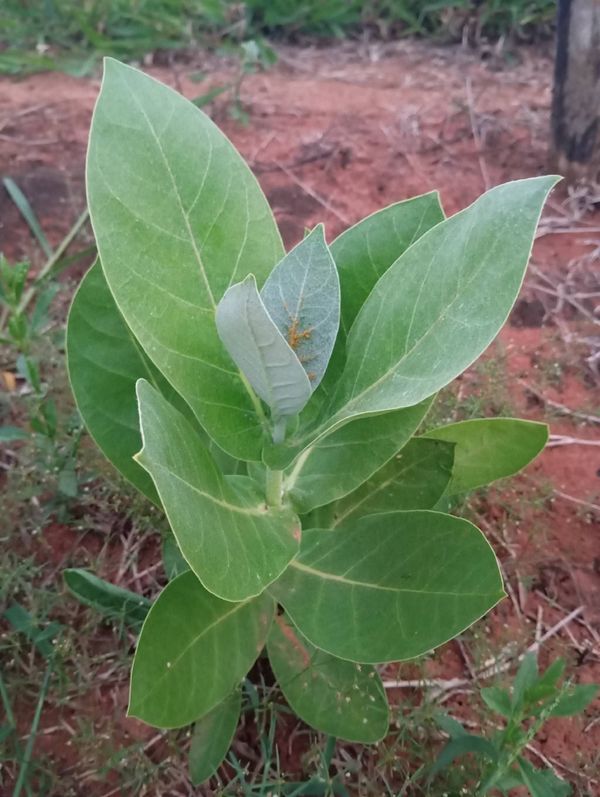 Identificação da planta Flor de seda por foto