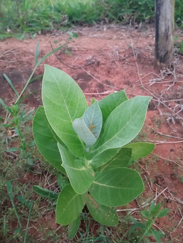 Identificação da planta Flor de seda por foto