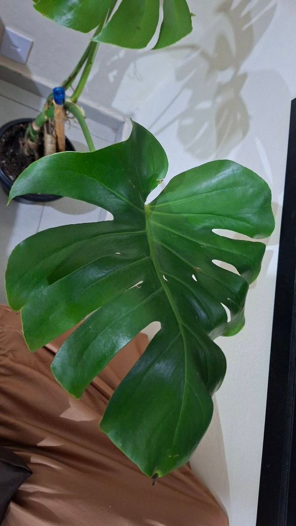 Identificação da planta Costela-de-adão por foto