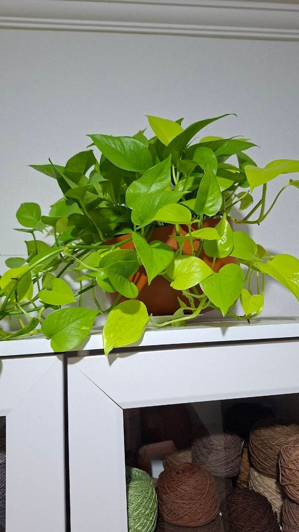 Identificação da planta Jiboia por foto