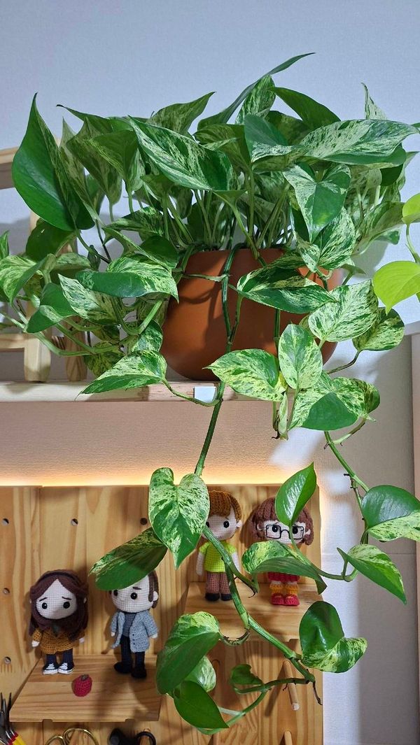 Identificação da planta Jiboia por foto