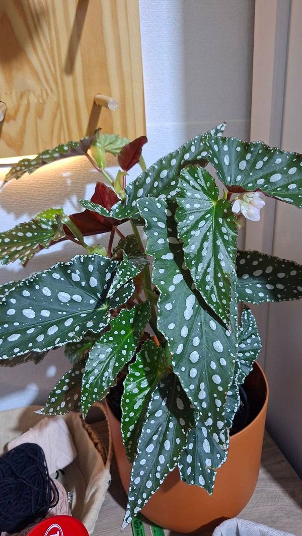 Identificação da planta Begônia maculata por foto