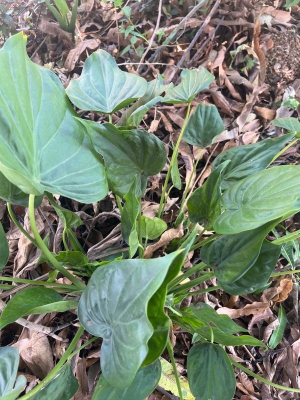 Identificação da planta Orelha de Elefante por foto
