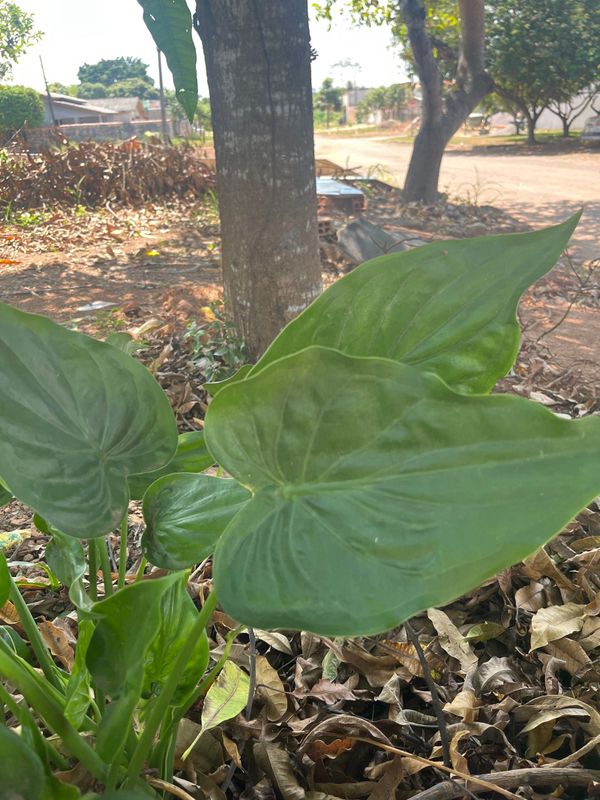 Identificação da planta Orelha de Elefante por foto