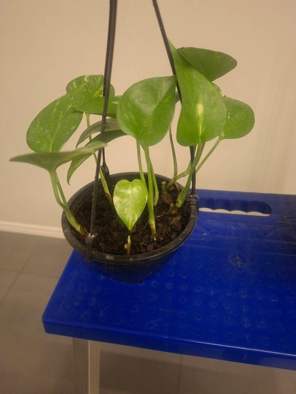 Identificação da planta Jiboia por foto