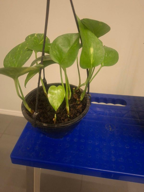 Identificação da planta Jiboia por foto