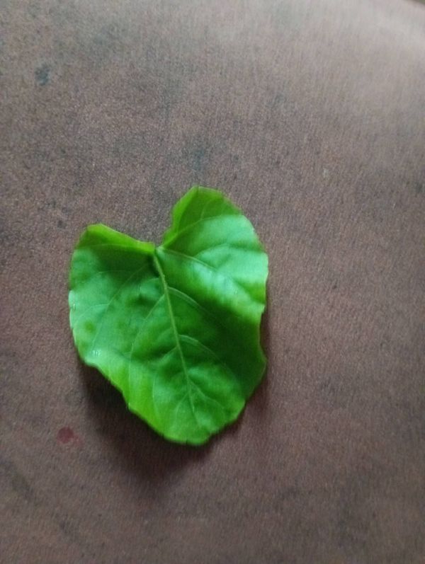 Identificação da planta Insulina por foto
