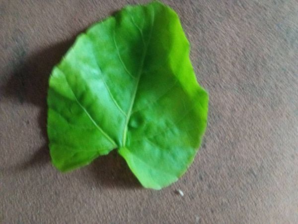 Identificação da planta Insulina por foto